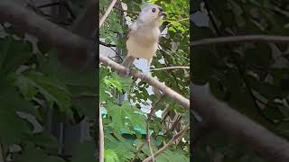 Tufted Titmouse BIRDS tuftedtitmouse [upl. by Lauri]