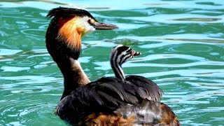 Avifauna Italiana 11 Lo Svasso maggiore Podiceps cristatus [upl. by Whitehouse]