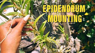 EPIDENDRUM MOUNITING propagation orchid orchidgardeningdays [upl. by Andris929]