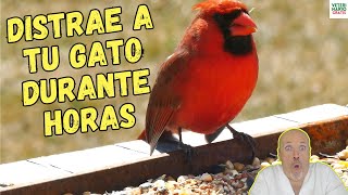 🐦‍⬛ VIDEOS PARA ENTRETENER A GATOS DE PÁJAROS CON SONIDOS DE LA NATURALEZA 🐦‍⬛ [upl. by Knutson]