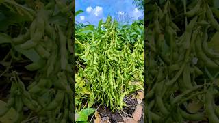 सोयाबीन में Anthracnose फंगस की रोकथाम🦠Best fungicide🌧️एन्थ्रेक्नोज फंगस short [upl. by Hagood420]