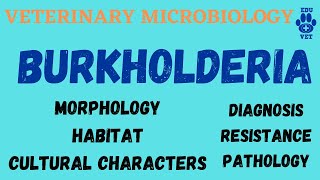 Burkholderia Microbiology  Bacteriology [upl. by Aihgn]