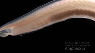 Amphioxus animal2021111502 [upl. by Skardol277]