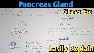 Pancreas Hormones Structure And Functions  Class 12 Biology [upl. by Lois]