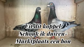 Uit dit koppel schonk ik duivenmarktplaats een bon  Postduiven [upl. by Donaldson]