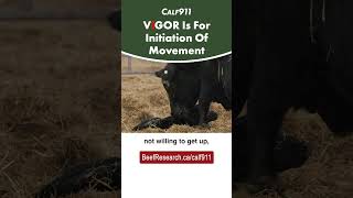 Calf VIGOR Score quotIquot is for Initiation Of Movement calving beefcattle calf911 [upl. by Anella]