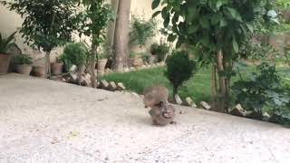 Chukar Partridge Playing [upl. by Bale694]