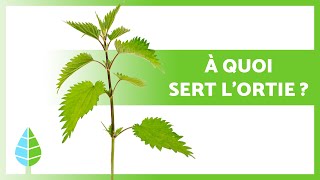 BIENFAITS DE LORTIE 🌿💚 Propriétés médicinales UTILISATION et CONTREINDICATIONS [upl. by Watanabe]