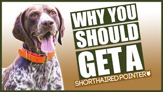 GERMAN SHORTHAIRED POINTER 5 reasons Why YOU SHOULD GET A German Shorthaired Pointer [upl. by Theta]