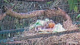 Baby Variegated Squirrel chills out on a blanket  071624  SlothTV playground via exploreorg [upl. by Karna303]