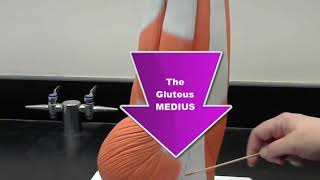 review ANATOMICAL MODEL of the LEG MUSCLES for practical exam anatomy and physiology [upl. by Ahsinnod]