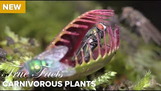 True Facts  Carnivorous Plants [upl. by Barnum]