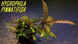 Beginner Aquarium plants that experts use Hygrophila Pinnatifida [upl. by Ethan]