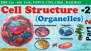 Cell StructurePart 2  Endoplasmic Reticulum  Lysosomes  Mitochondria NCERT Class 8911 [upl. by Chesney]