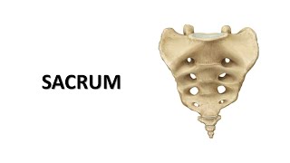 Sacrum Prof Dr Md Ashfaqur Rahman [upl. by Conlan]