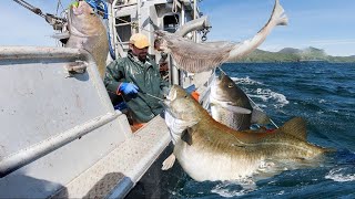 Alaskas Epic Longline Fish Fishing  How We Caught a Ton of Fish in One Day [upl. by Gotcher745]