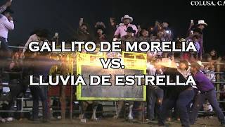 GALLITO DE MORELIA VS EL LLUVIA DE ESTRELLA AGRAPA [upl. by Asilad]