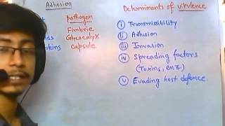 Adhision of bacteria to the host cell [upl. by Groveman]