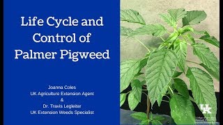 Palmer Pigweed Amaranthus palmeri Lifecycle amp Control [upl. by Richmond]