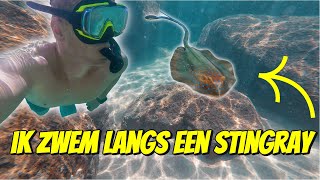 IK ZWEM LANGS EEN STINGRAY TIJDENS HET SNORKELEN IN AUSTRALIË 265 [upl. by Nedle733]