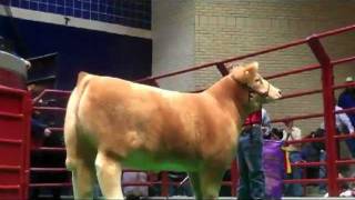 Cuatro Schauer  Record 230000 Steer at Fort Worth Stock Show [upl. by Ahsikal]