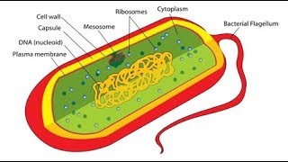 CHLAMYDOMONAS ALGAEFeatures bsc botany [upl. by Patterson]