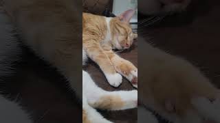 Sleeping 😴 cat yt sleep cutecat [upl. by Hannover849]