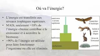 Leçon 33 le transfert dénergie dans les écosystèmes [upl. by Alamat]