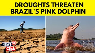 Brazil Drought News  Severe Drought Threaten Brazils Pink Dolphin  English News  N18V [upl. by Yerac69]