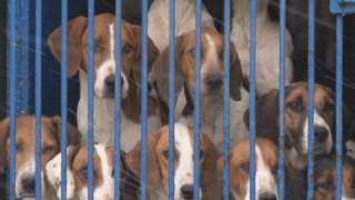 The Blencathra Foxhounds [upl. by Nabi]