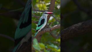 Watch this woodland kingfisher skillfully prepare its meal 🐦🍴 wildlife filmmaking africa [upl. by Inna]