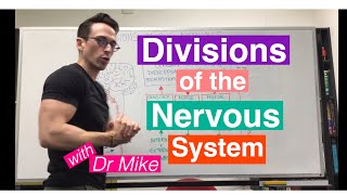 Divisions of the Nervous System  Neuroanatomy Basics [upl. by Brodsky]