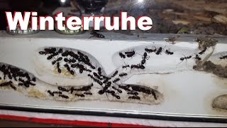 Ameisenfarm  Camponotus ligniperda 19  Winterruhe [upl. by Sixela]