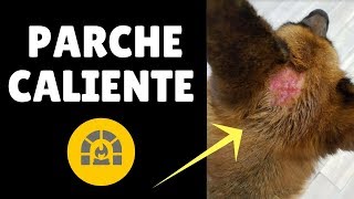 🛑DERMATITIS Humeda Aguda en PERROS ✅  7  Causas Sintomas y Tratamiento del Parche Caliente [upl. by Payne]