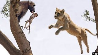 Baboons attacking lions nature hyenas [upl. by Mckee]