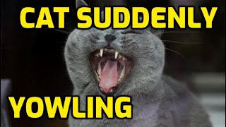 Why Is My Senior Cat So Vocal Screaming At Night [upl. by Epoillac]