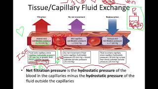 Filtration and Absorption in the Capillaries [upl. by Dita]