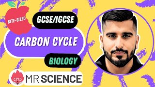 Carbon cycle  Ecology  Bitesized  GCSE  IGCSE Biology  Mr Science in 8K [upl. by Freemon]