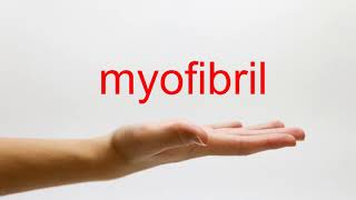 How to Pronounce myofibril  American English [upl. by Huntingdon]