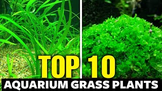 Top 10 Aquarium Grasses Plants for the Perfect Carpet [upl. by Dymoke999]