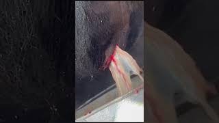 cow Abscess treatment cow [upl. by Calle]