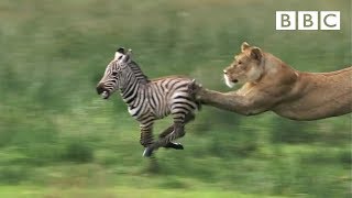 Lioness chases Zebra  Natures Great Events  BBC One [upl. by Harak]