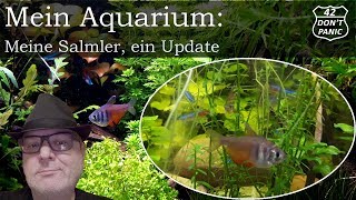 Meine Salmler Hyphessobrycon flammeus  Paracheirodon innesi  ein Update  Mein Aquarium 37 [upl. by Atirec]