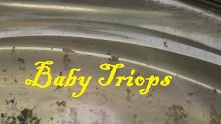 Triops Day 1 2 amp 3  Feeding time [upl. by Yetak]