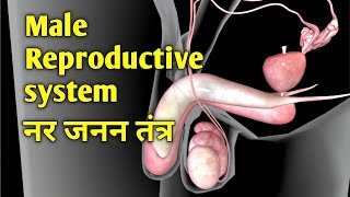 नर जनन तंत्र के बारे में यह सब आपको नहीं बताएंगे  Untold Truth About the Male Reproductive System [upl. by Enileoj10]