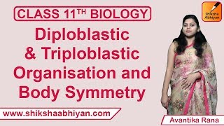 Diploblastic amp Triploblastic Organisation and Body Symmetry  Animal Kingdom  CBSE Class 11 Biology [upl. by Reidar]