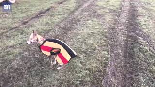 Bobby the cheeky whippet sprints after a racehorse [upl. by Assennej727]