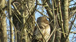 Barred Owls Caterwauling [upl. by Gurl]