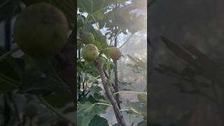 Verdino Del NordTatiana fig farmersmarket fruit farm garden gardening love nature world [upl. by Cyrilla]