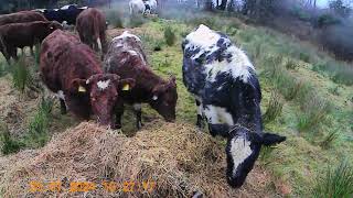 First day of round two Regenerative farming in ireland  outwintering belties and shorthorns [upl. by Lugo154]